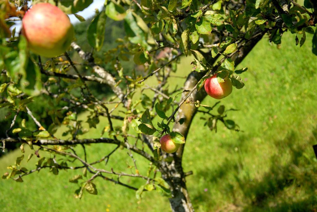 Fruehstueckspension Wiesenhaus Miesenbach  Luaran gambar